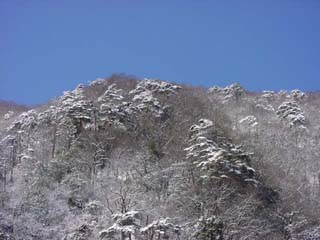 アカマツの雪景色
